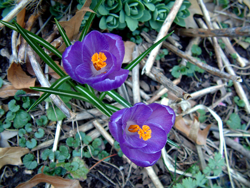 2purple