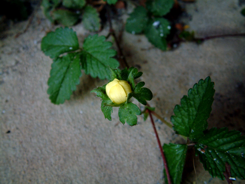 berrybud