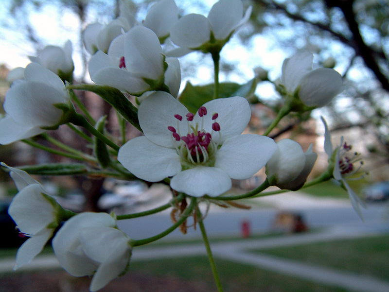 dogwood