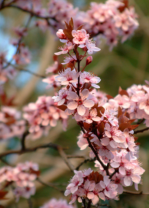 pinkmorning