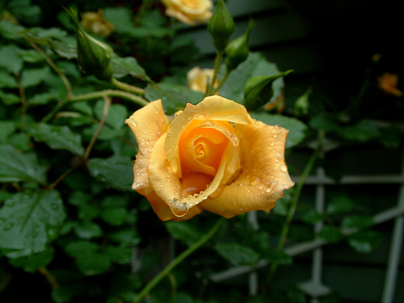 rosedrop