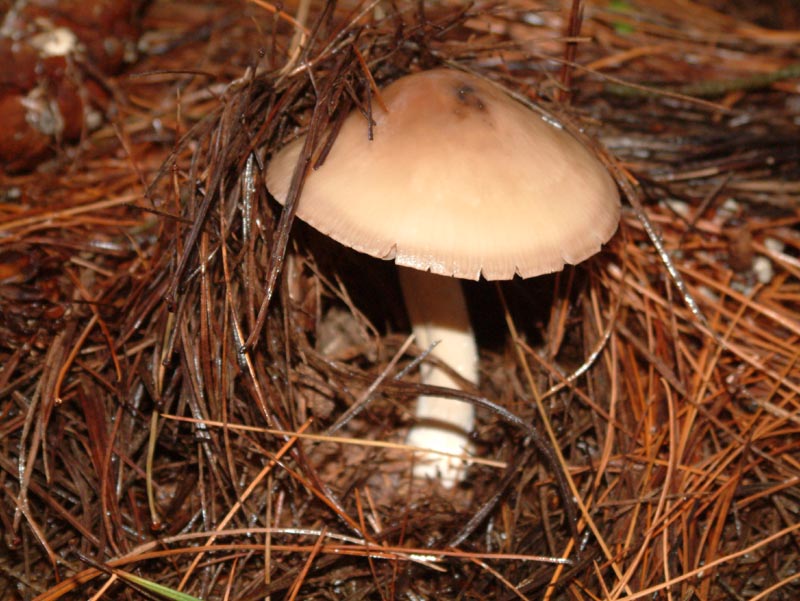 mushroom01
