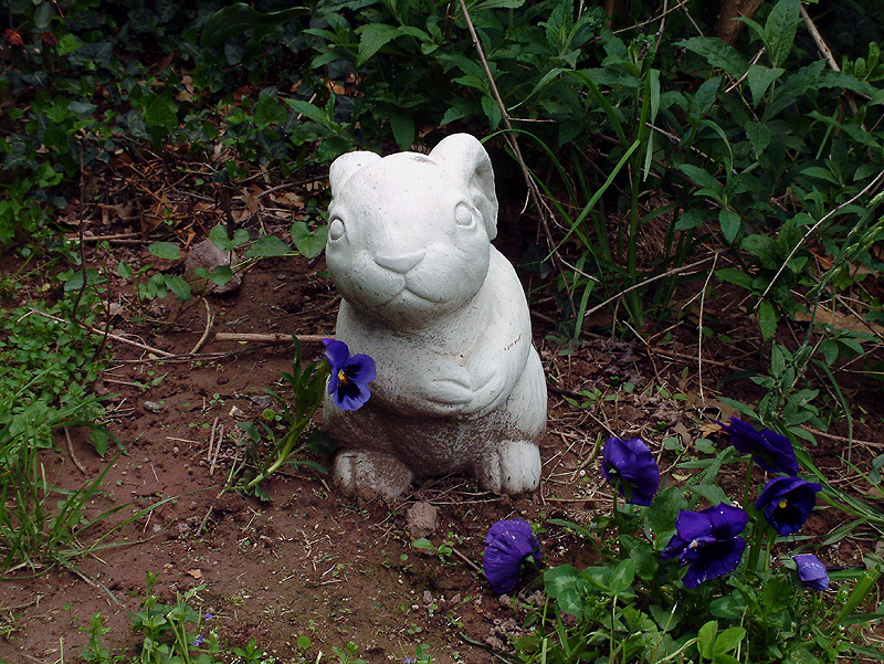 bunnygrass